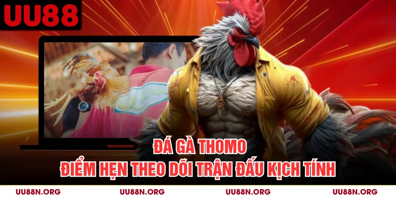Đá Gà Thomo - Điểm Hẹn Theo Dõi Trận Đấu Kịch Tính