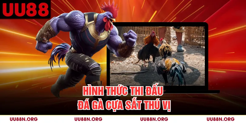 Tổng quan hình thức thi đấu đá gà cựa sắt